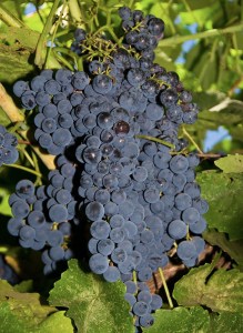 Blueberry Seedless Grape